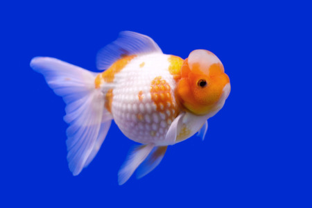beautiful ranchu or lion head goldfish in fish tankの写真素材