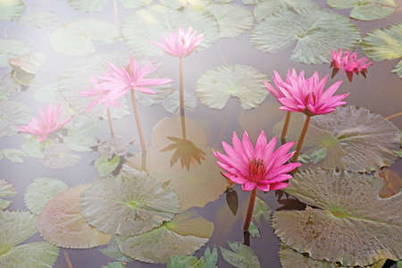 beautiful lotus flower in the pondの写真素材
