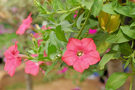 colorful of petunia flower in the garden