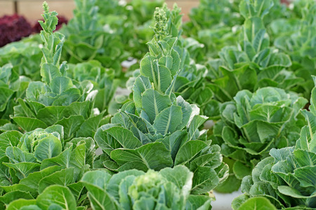 organic hydroponic vegetable in gardenの写真素材