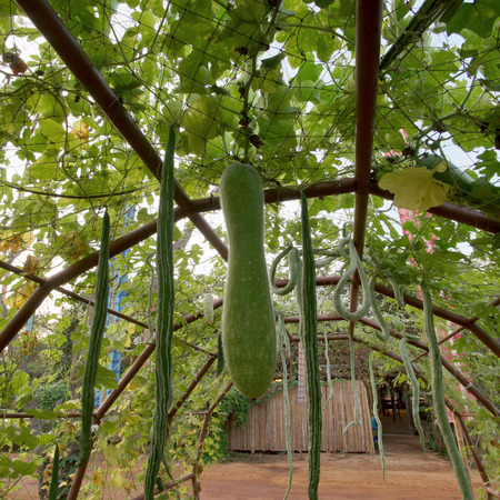 snake gourd or padwal and winter melon on tree in vegetable gardenの写真素材