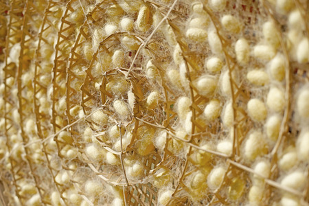 chrysalis yellow silkworm cocoons in nests, life cycle of silk wormの写真素材