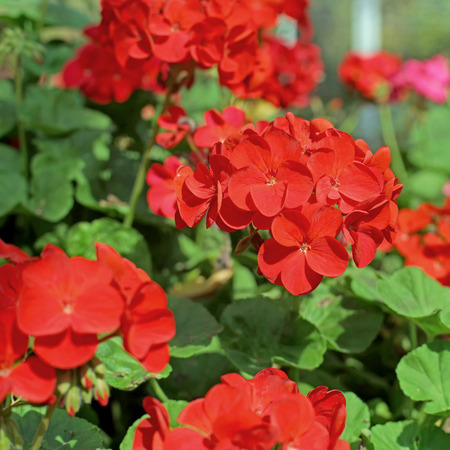 beautiful red plumbago auriculata flower in the garden