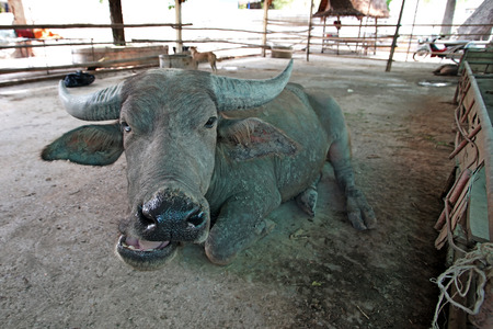 asian water buffalo or bubalus bubalis in paddockの写真素材