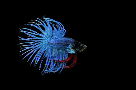 betta fish, siamese fighting fish isolated on black backgroundの写真素材