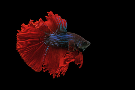 betta fish, siamese fighting fish isolated on black backgroundの写真素材