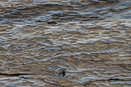 old tree bark as background or texture