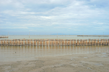 mangrove forest, bamboo barrier for protection coastline wave