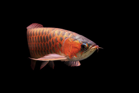 A beautiful arowana  isolated on black backgroundの写真素材