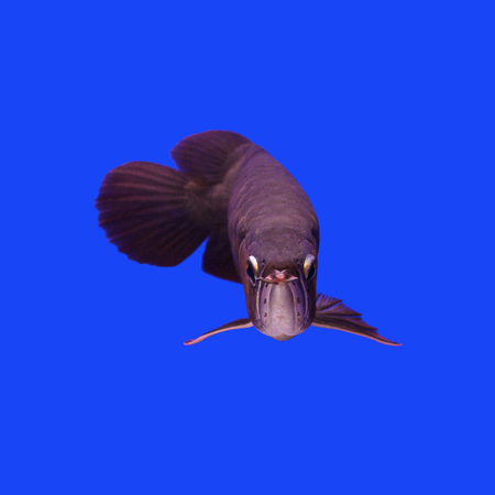 beautiful arowana in the aquariumの写真素材