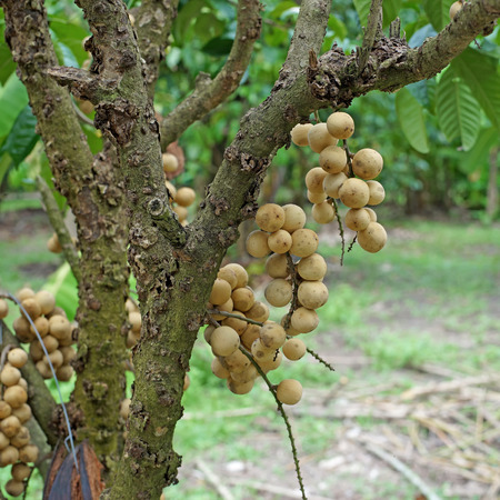 long kong on tree in organic farmの写真素材