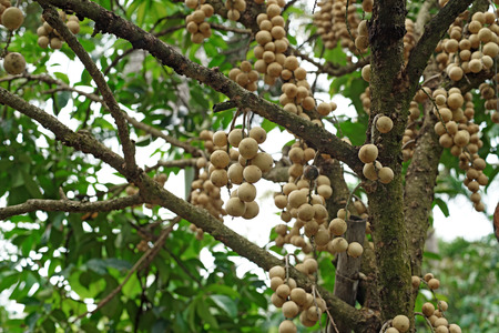 long kong on tree in organic farmの写真素材