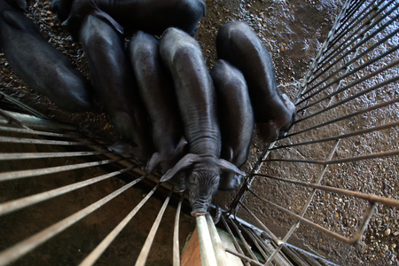 black piglet in cage of pig farmingの写真素材