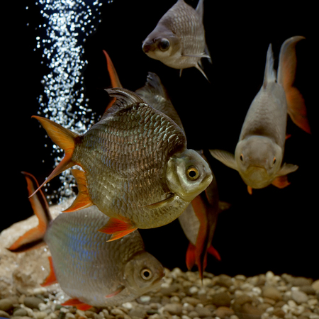 pile of carp fish in the aquarium