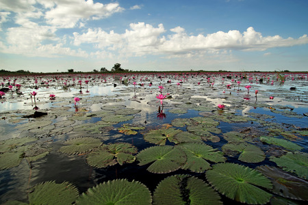 beautiful water lily flower in the pond with beautiful sky backgroundの写真素材