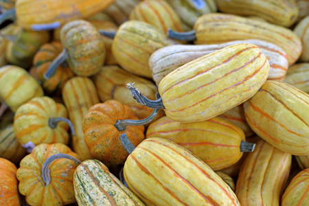 A large group of carnival squash pumpkinの写真素材