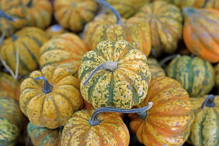 A large group of carnival squash pumpkinの写真素材
