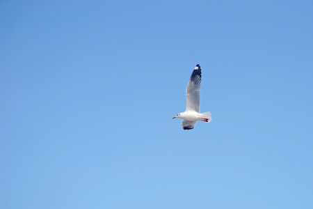 flying seagull bird on beautiful sky backgroundの写真素材