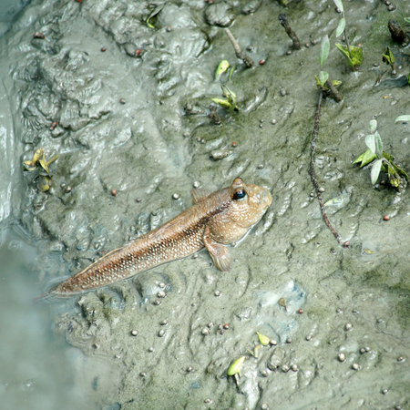 mudskipper or amphibious fish in mangrove forest