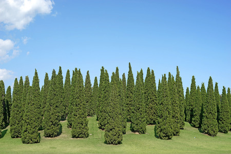 green pine tree on hill with beautiful sky backgroundの写真素材