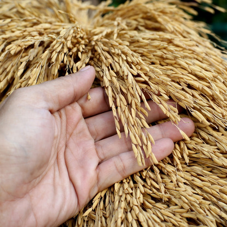 photo of hand hold the rice harvestedの写真素材
