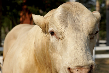 closeup of a cattle breeder in farmの写真素材
