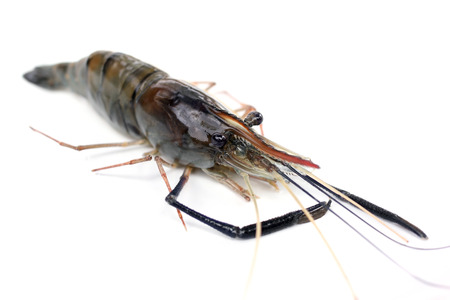 fresh raw prawn isolated on white backgroundの写真素材