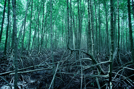stilt root of the mangrove trees photoの写真素材