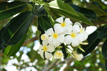 frangipani flowers, white plumeria tropical spa flower on treeの写真素材