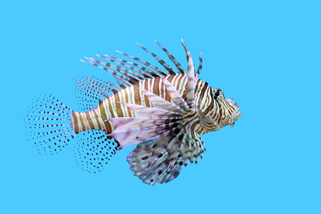 closeup of beautiful lionfish in the aquariumの写真素材