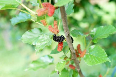 mulberry fruit on tree in organic farmの写真素材