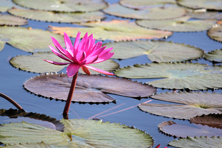beautiful red water lily flower in the pondの写真素材
