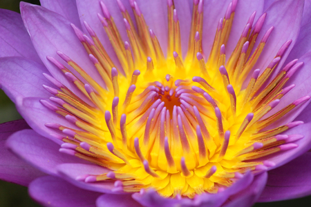 lotus flower, closeup of blooming water lilyの写真素材