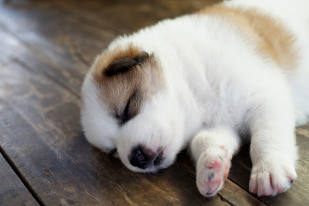 Thai bangkaew dog,  puppy bangkaew dog sleeping on wooden floorの写真素材