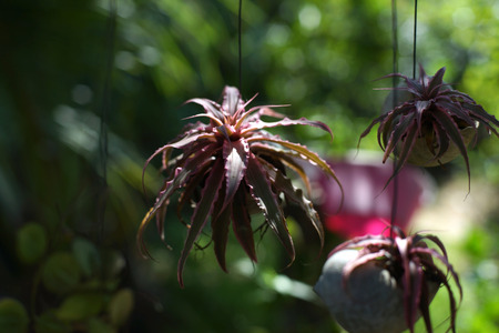 small red plant in hanging flowerpot with nature backgroundの写真素材