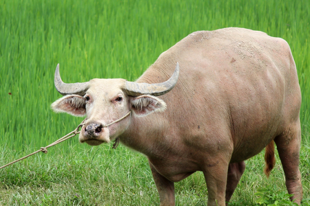 closeup of white water buffalo in field