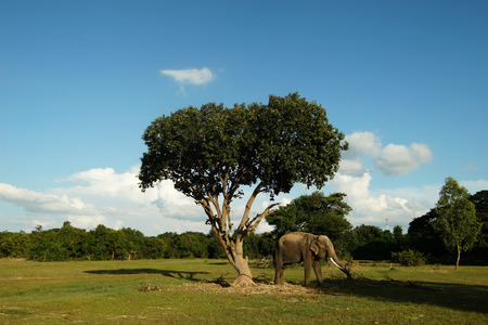 the elephant was tied to a treeの写真素材