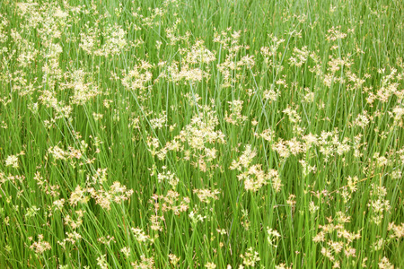 beautiful cyperus alternifolius field as nature background