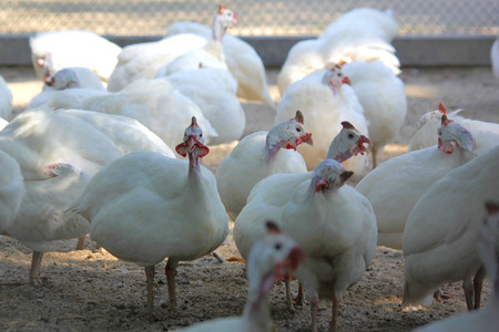 wyandotte, group of white plymouth rock in zoo