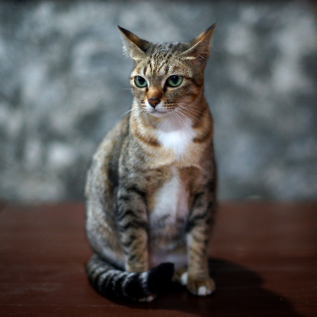 beautiful cat on wooden table with blurry backgroundの写真素材