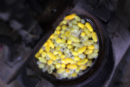 chrysalis yellow silkworm cocoons in pot, The process of making silkの写真素材