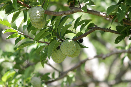 custard apple fruit on tree in organic farm