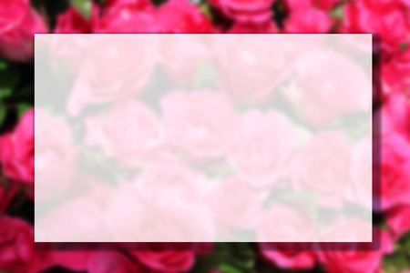blurry photo of pink rose flower with copyspaceの写真素材