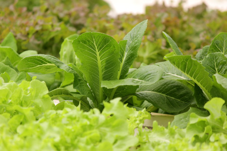 photo of organic hydroponic vegetable in farm