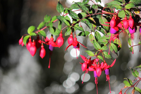 blooming lady's eardrops, red and purple fuchsia magellanica flower