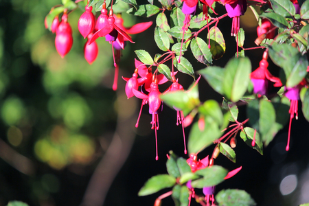 blooming lady's eardrops, red and purple fuchsia magellanica flower