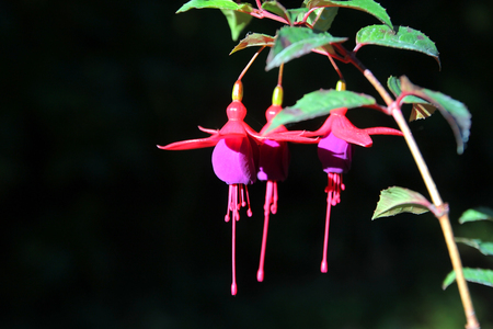 blooming lady's eardrops, red and purple fuchsia magellanica flowerの写真素材