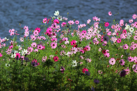 photo of colorful genus zinnia or cosmos flower in the gardenの写真素材