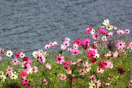 photo of colorful genus zinnia or cosmos flower in the gardenの写真素材