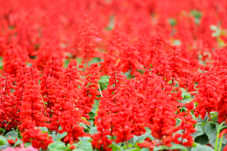 blossom salvia flower in the garden as nature backgroundの写真素材